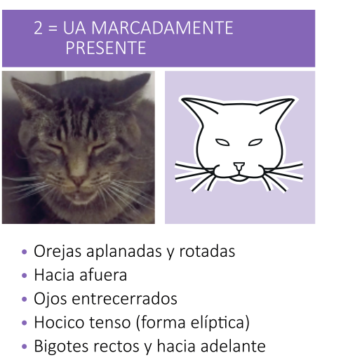 Cara completa